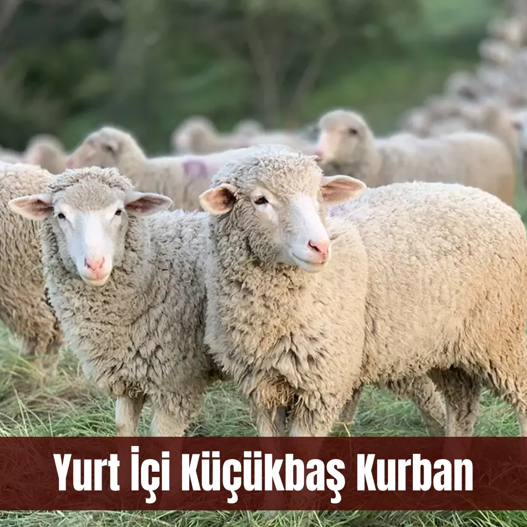 YURT İÇİ KÜÇÜKBAŞ